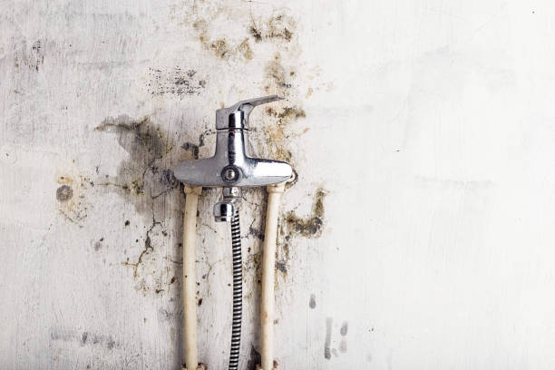 Best Mold Removal Process  in Langdon, ND