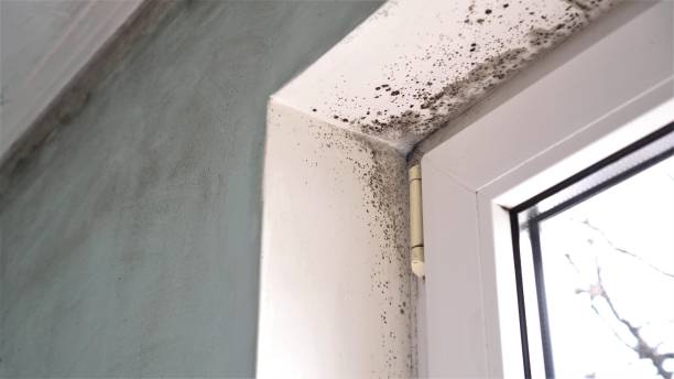 Best Home Mold Removal  in Langdon, ND