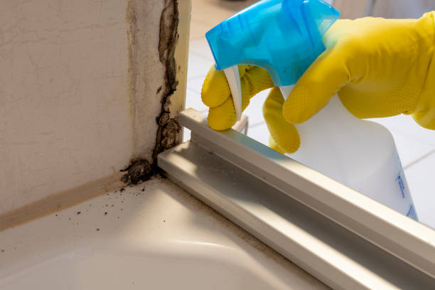 Best Best Mold Removal Companies  in Langdon, ND