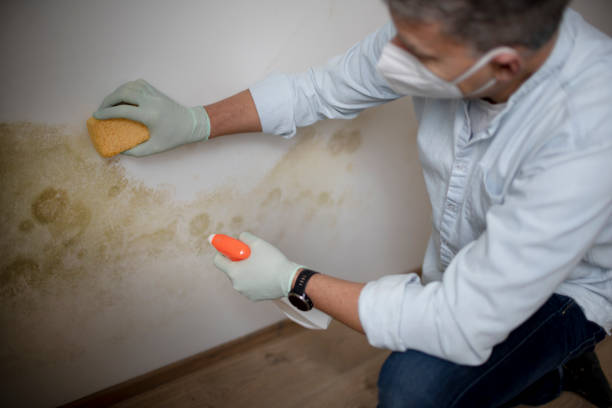 Best Mold Removal Company Near Me  in Langdon, ND