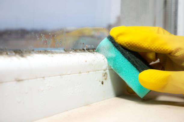 Best Local Mold Removal Service  in Langdon, ND