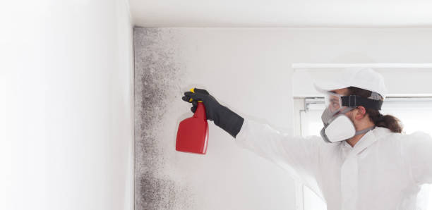 Best Mold Testing and Removal  in Langdon, ND