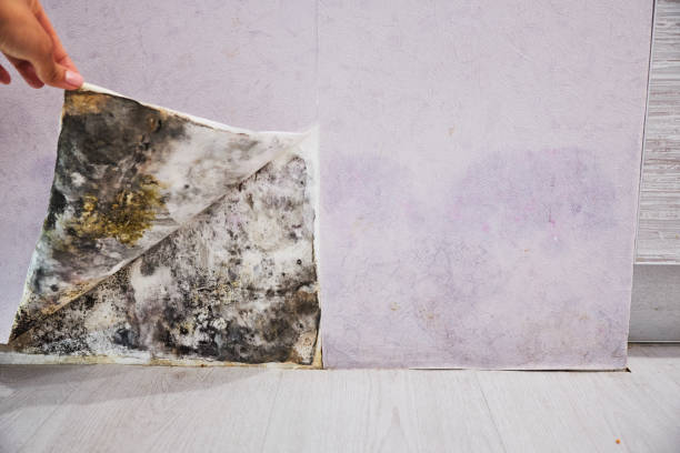 Best Certified Mold Removal  in Langdon, ND